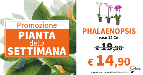 PIANTA DELLA SETTIMANA
